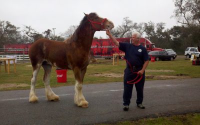 Owning Horses in New Orleans