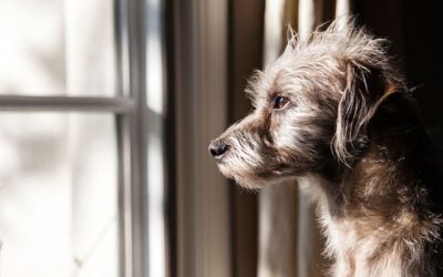 Homeowner’s Guide to Owning a Dog in New Orleans