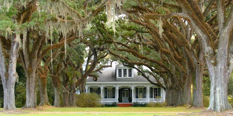 Investigate the Trees on a New Orleans Property Before Buying