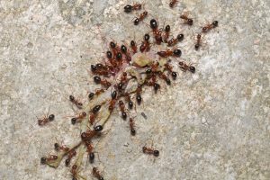 Termite Inspections Are Crucial for New Orleans Home Buyers