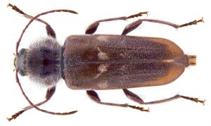 Termite Inspections Are Crucial for New Orleans Home Buyers