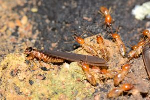 Termite Inspections Are Crucial for New Orleans Home Buyers
