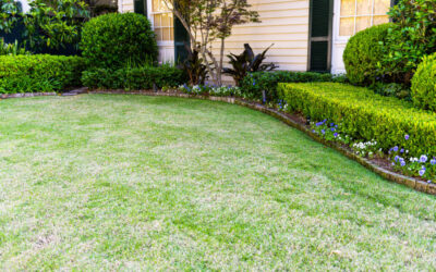 Creating a Louisiana-Friendly Lawn