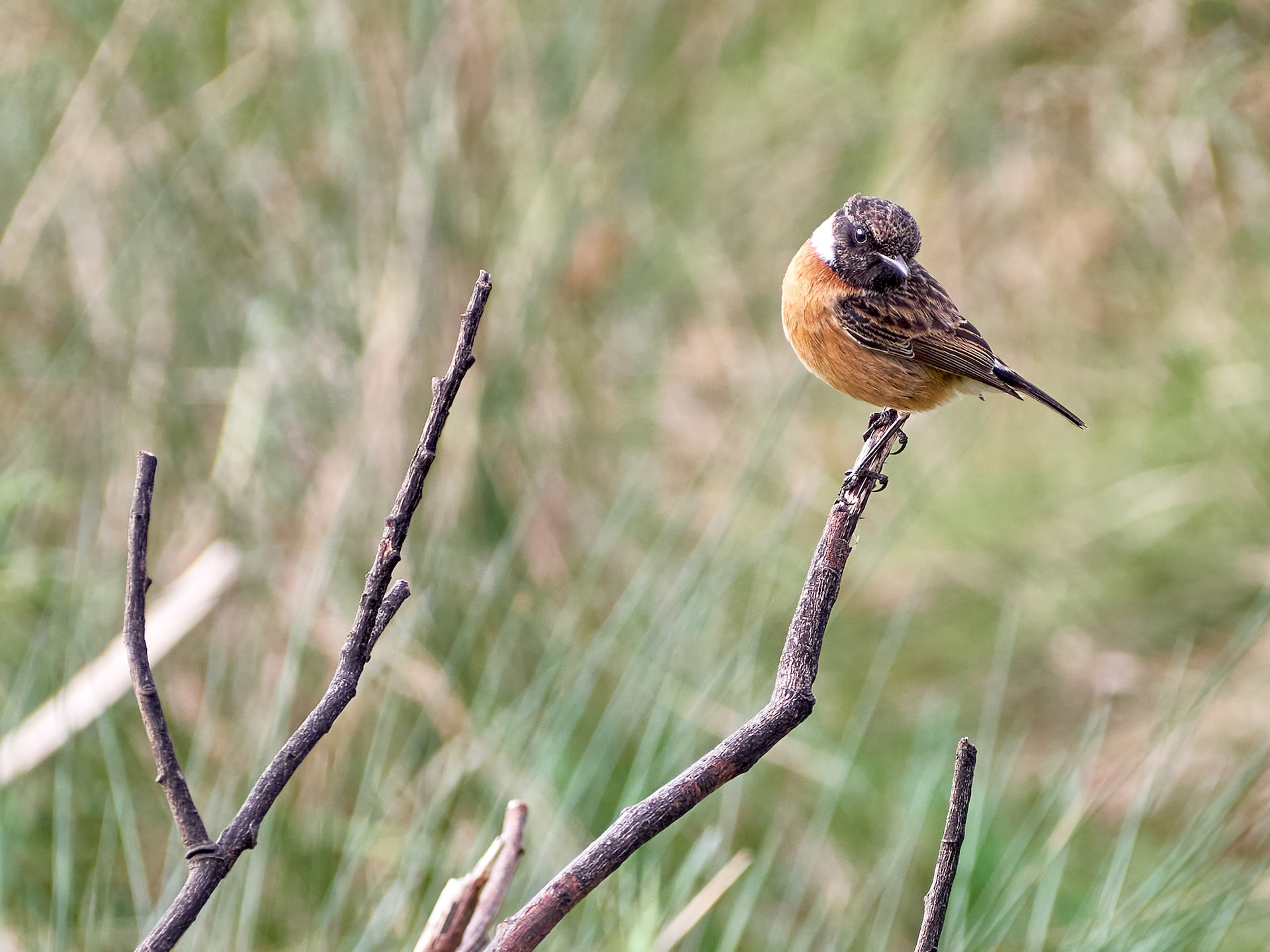 Bird on Twig