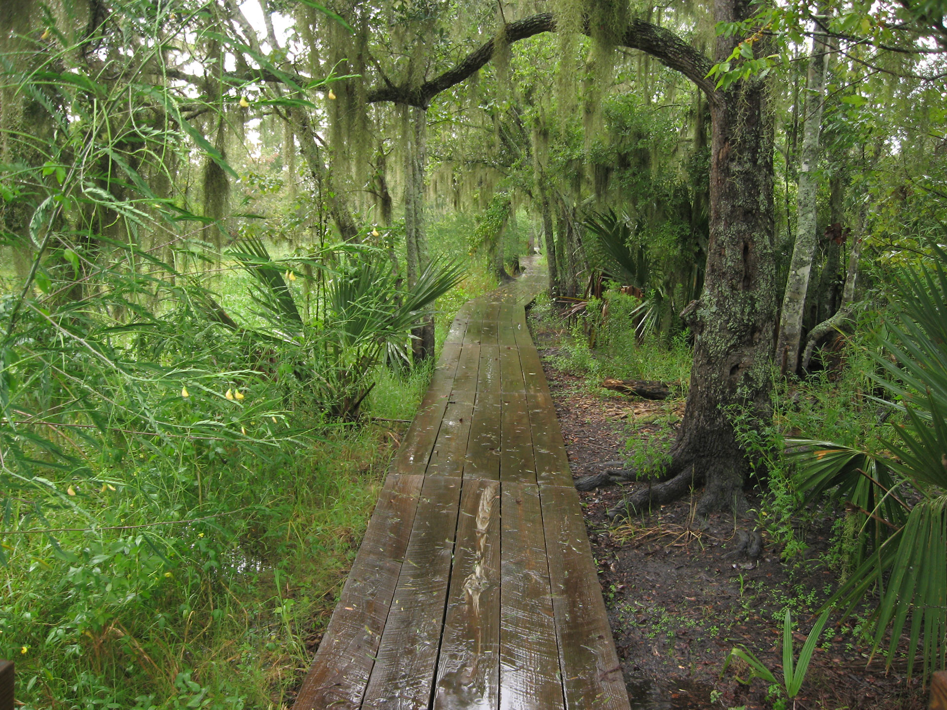 Walkway in Barataria Preserve